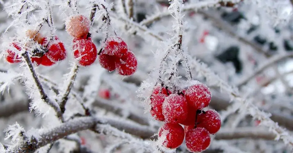 Červené plody pokryté jinovatkou