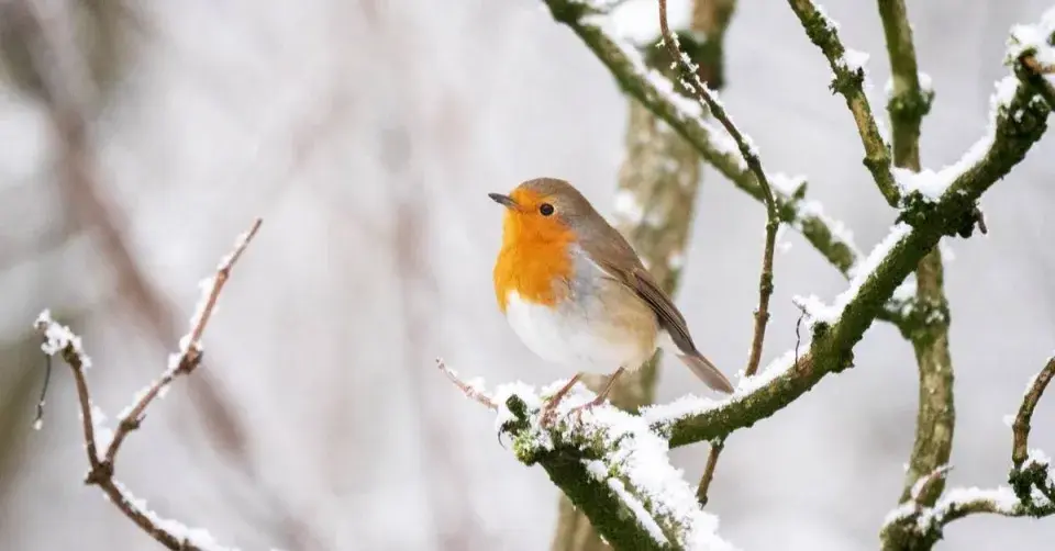 Červenka obecná (Erithacus rubecula)