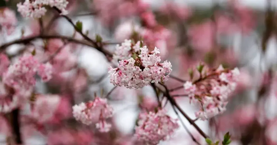 Květy kaliny bodnanské (Viburnum x bodnantense)