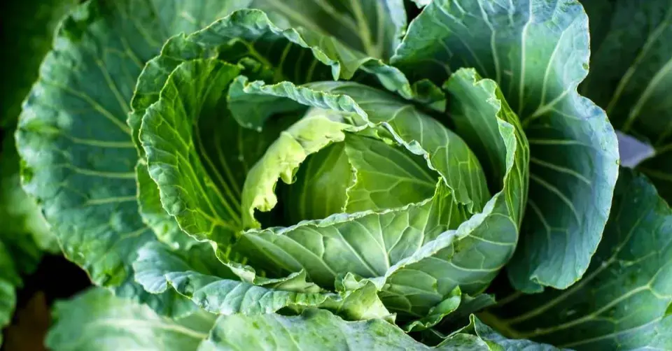 Hlávkové zelí