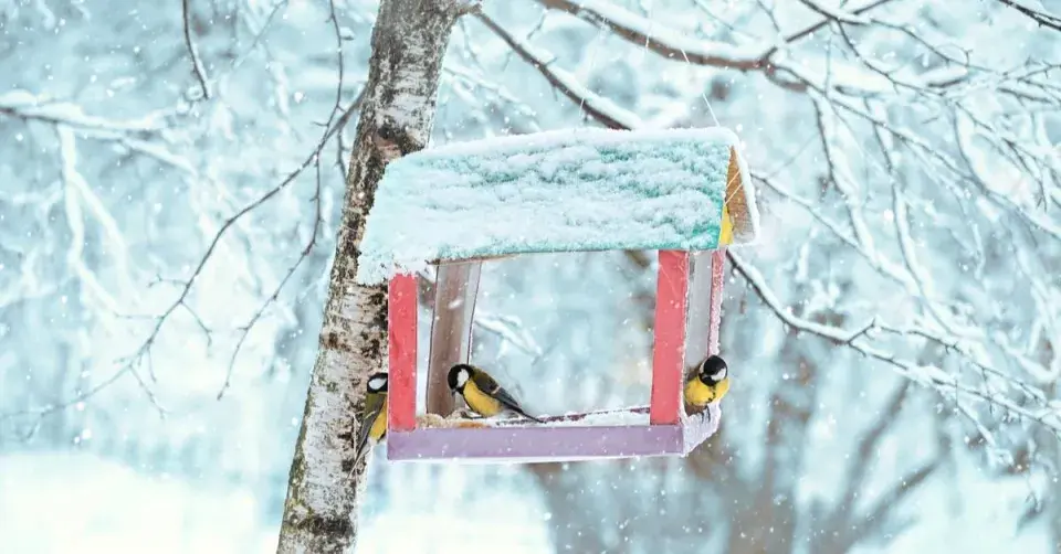 Sýkorky na zasněženém krmítku