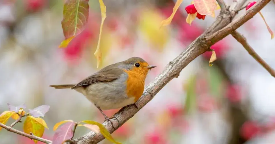 Červenka obecná (Erithacus rubecula)
