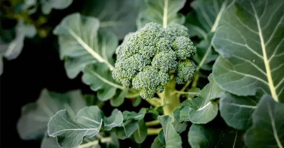 Brokolice