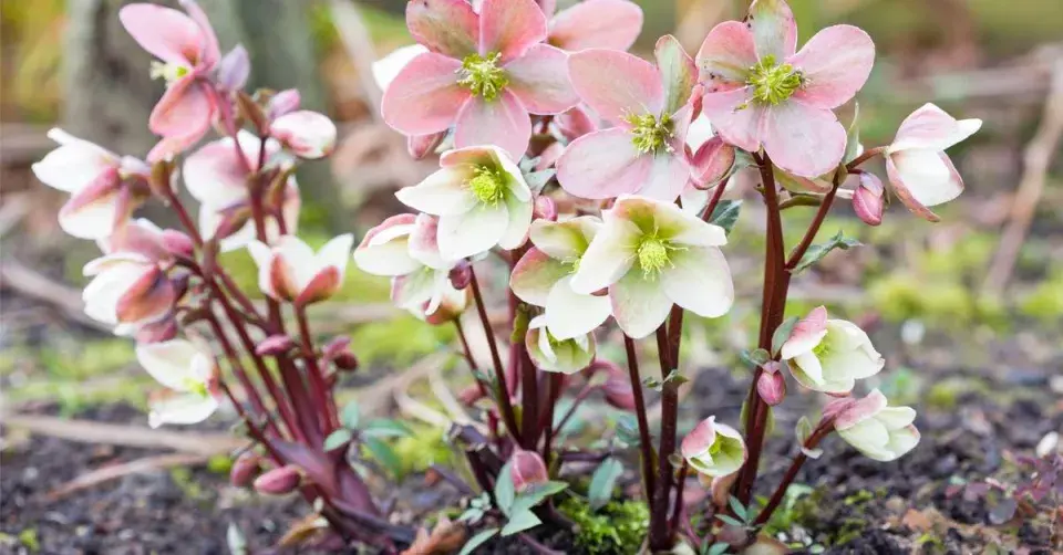 Rozkvetlá čemeřice