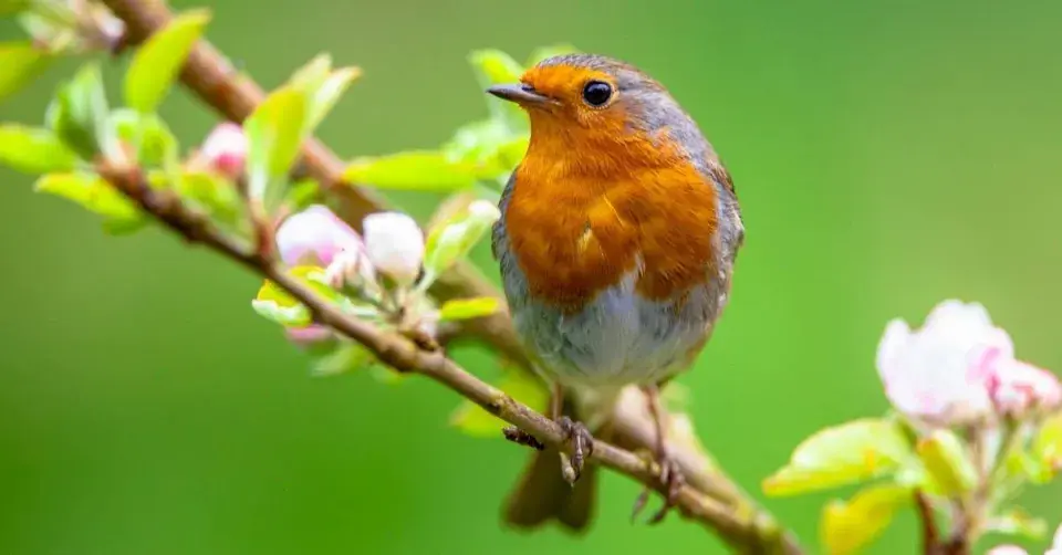 Červenka obecná (Erithacus rubecula)