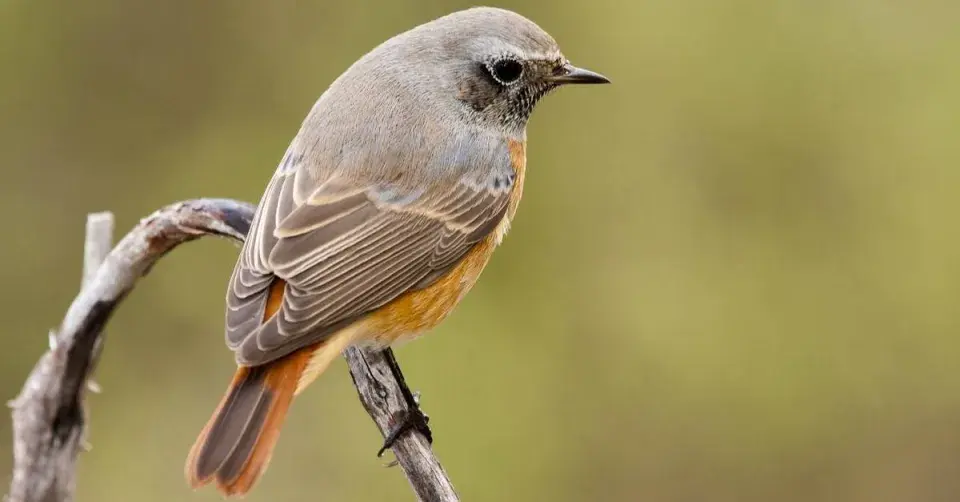 Rehek zahradní (Phoenicurus phoenicurus)