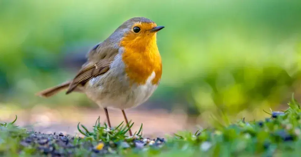 Červenka obecná (Erithacus rubecula)