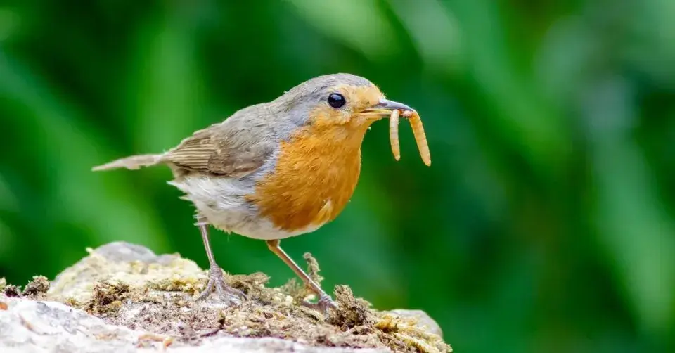 Červenka obecná (Erithacus rubecula)