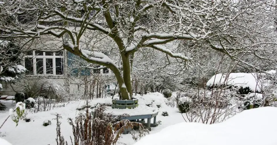 Strom v zasněžené zahradě