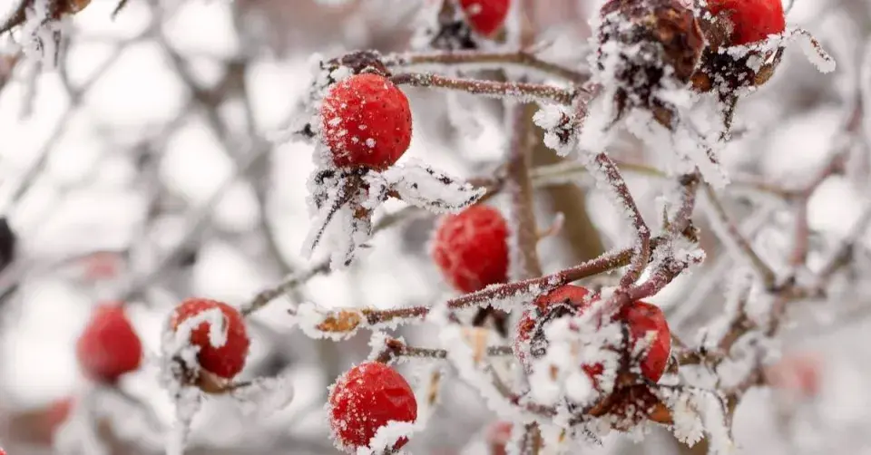 Keř s namrzlými šípky