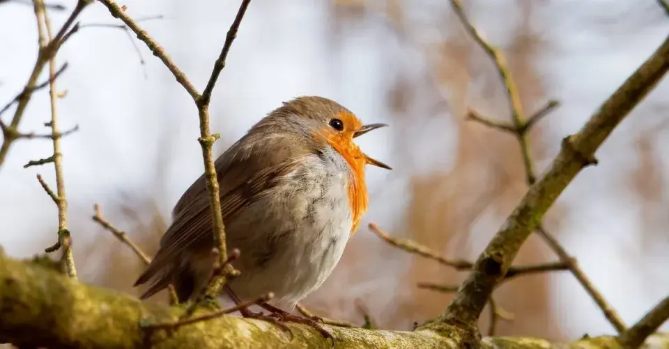 Červenka obecná (Erithacus rubecula)