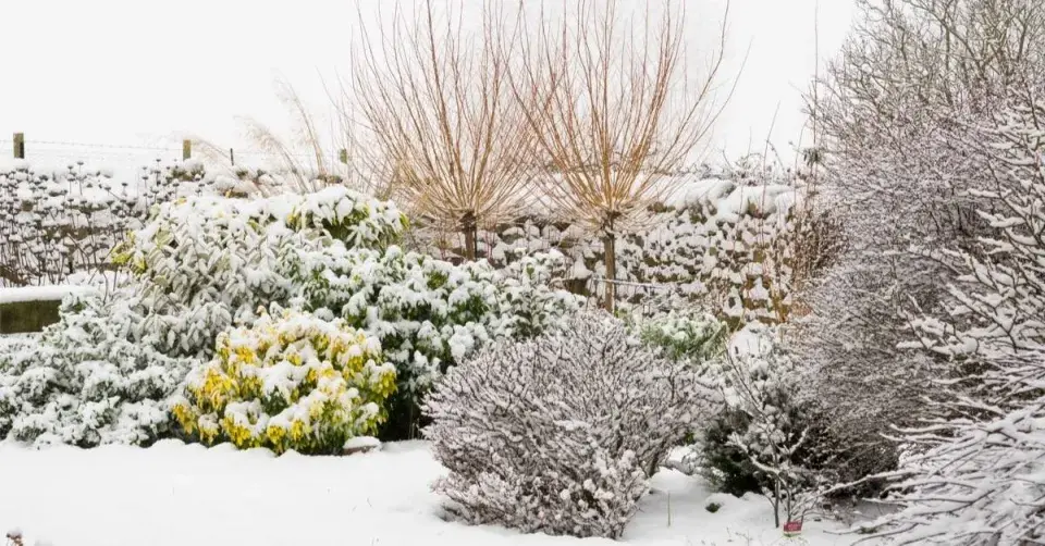 Dřeviny v zimní zahradě