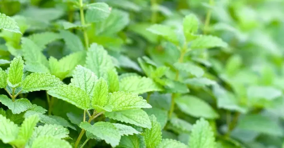 Meduňka lékařská (Melissa officinalis)