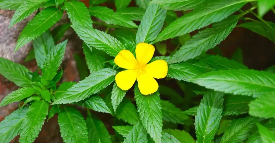 Pastala rozprostřená (Turnera diffusa) neboli damiána