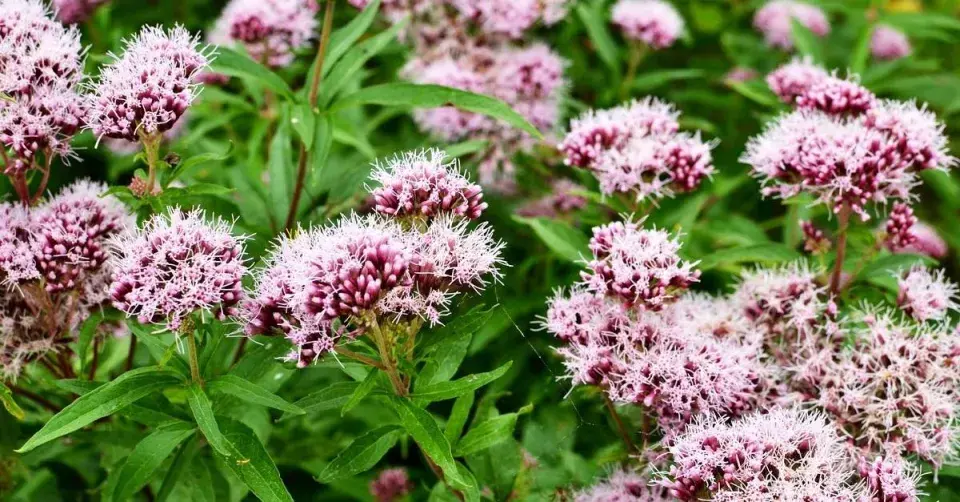Kozlík lékařský (Valeriana officinalis)