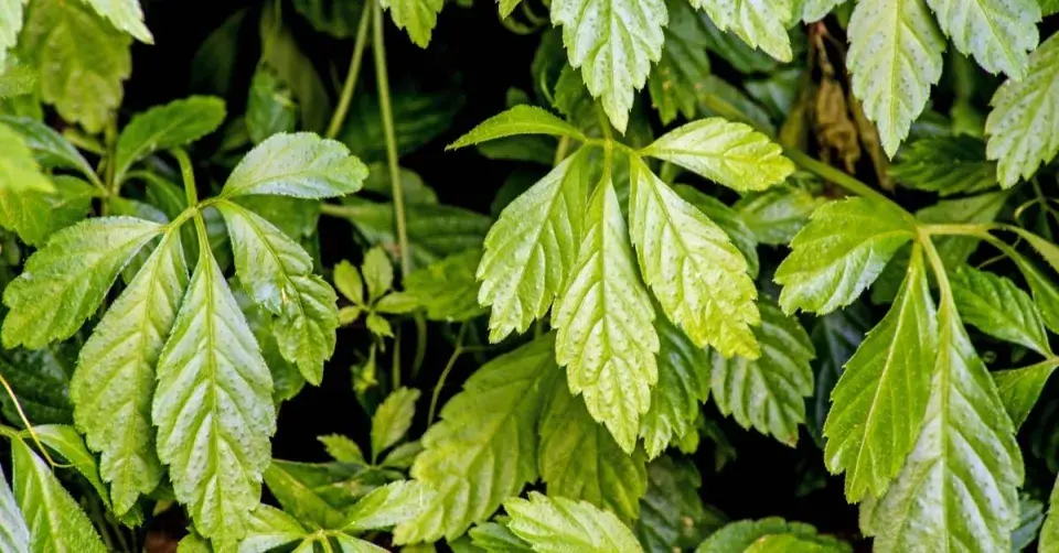 Gynostema pětilistá (Gynostemma pentaphyllum)