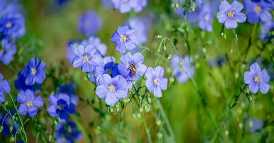 Len setý (Linum usitatissimum)