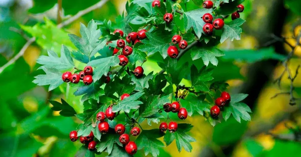 Hloh obecný (Crataegus laevigata)