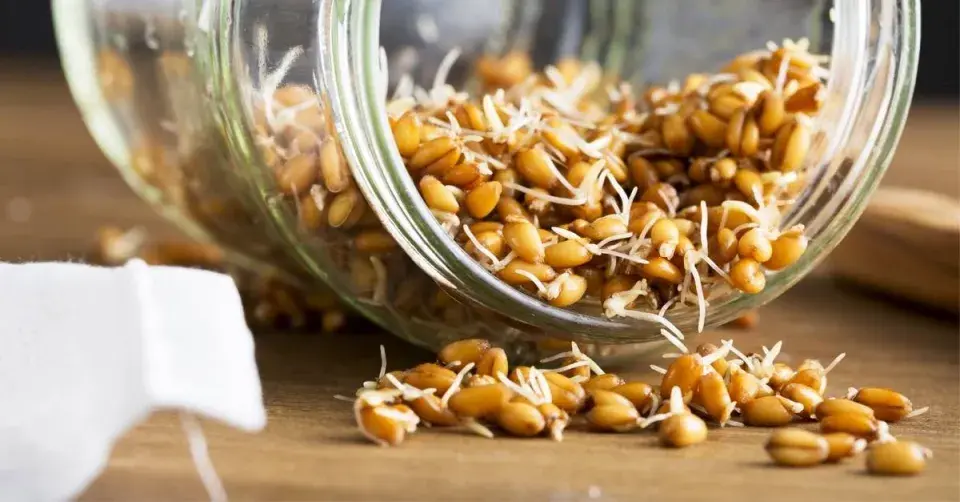 Pšeničné klíčky