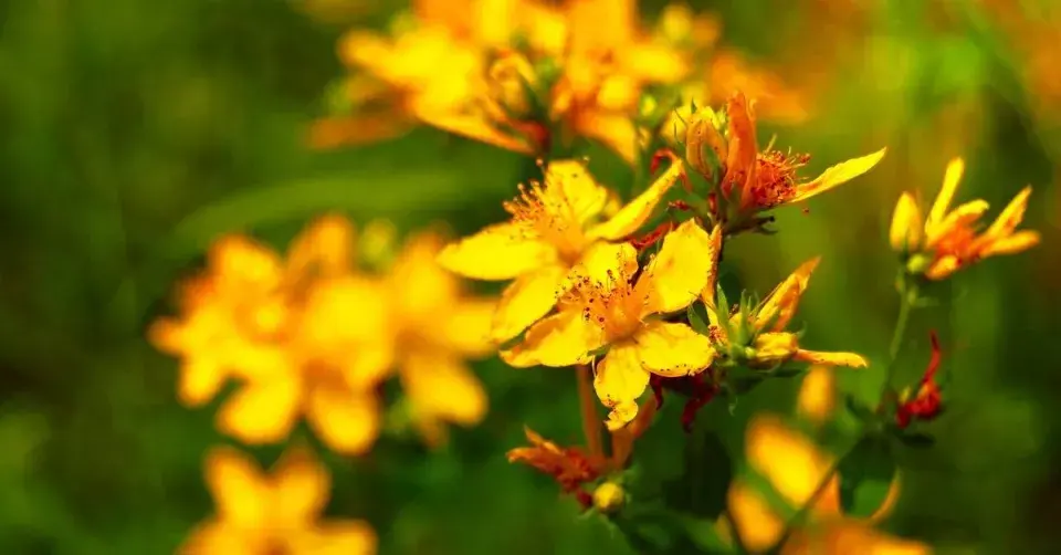 Třezalka tečkovaná (Hypericum perforatum)
