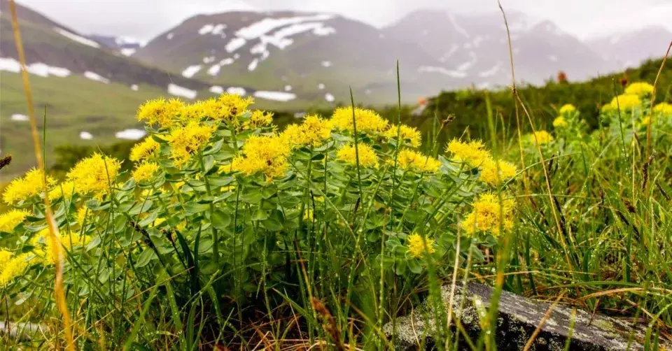Rozchodnice růžová (Rhodiola rosea)