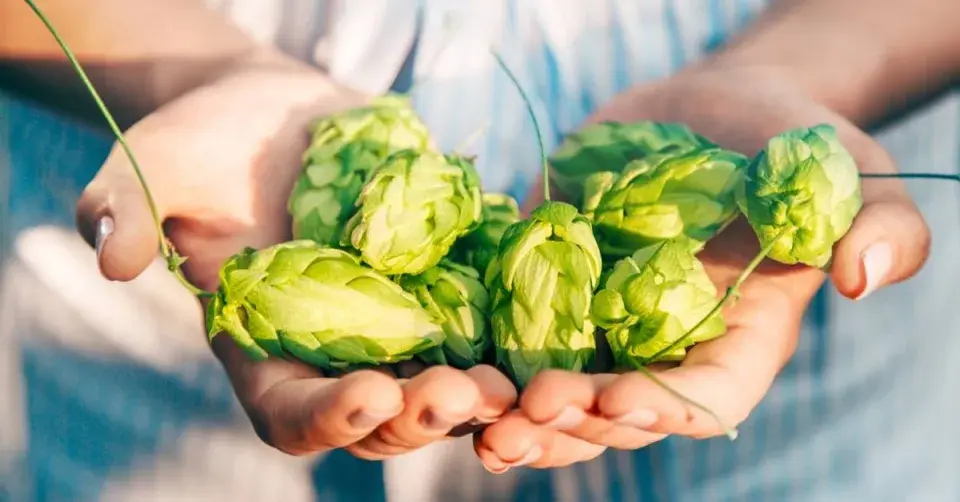 Chmel otáčivý (Humulus lupulus)