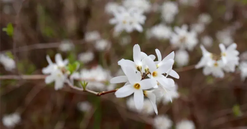 Abéliovník dvouřadý (Abeliophyllum distichum)