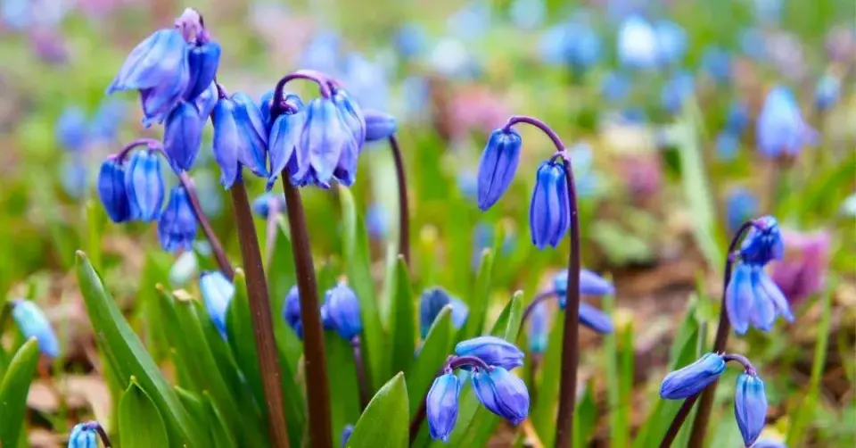 Ladoňka sibiřská (Scilla siberica)