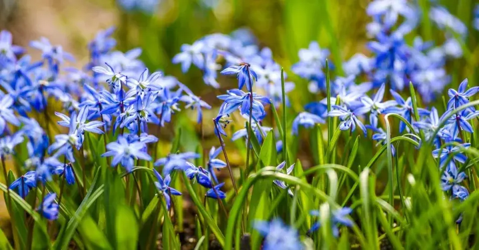 Ladonička zářící (Chionodoxa luciliae)