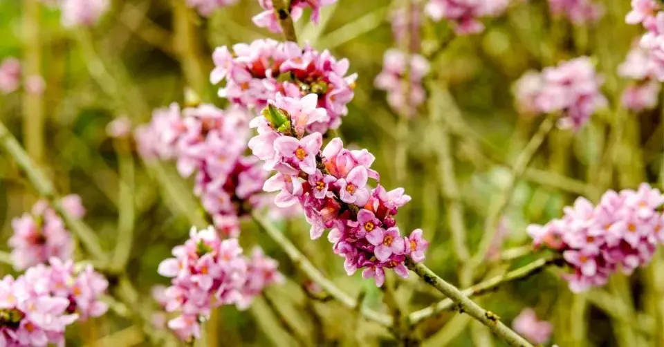 Lýkovec jedovatý (Daphne mezereum)