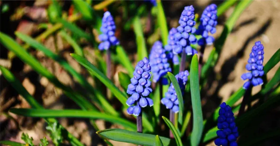 Modřenec arménský (Muscari armeniacum)