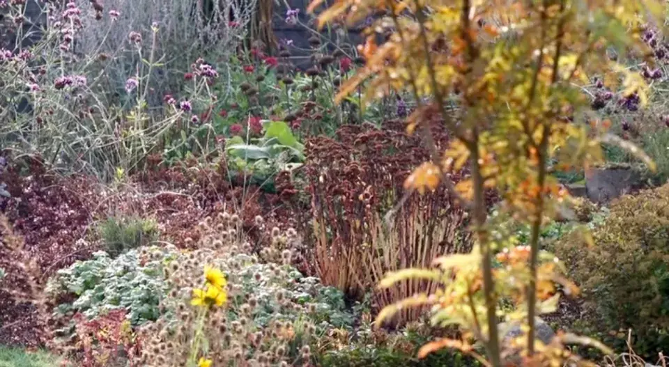 Podzimní záhon trvalek