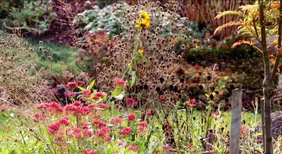 Kvetoucí mavuň na podzimní zahradě