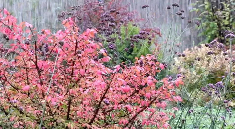 Podzimně zbarvený brslen