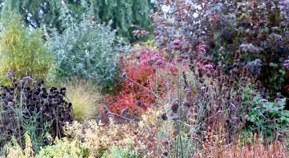 Podzimně zbarvený trvalkový záhon