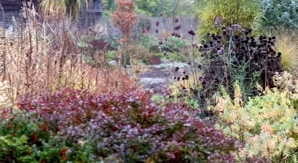 Odkvetlá květenství trvalek