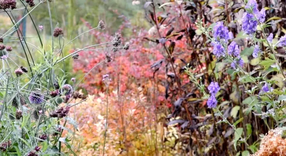 Modře kvetoucí oměj