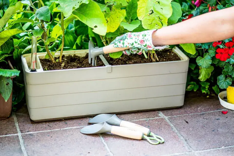 Pěstování zeleniny v truhlíku