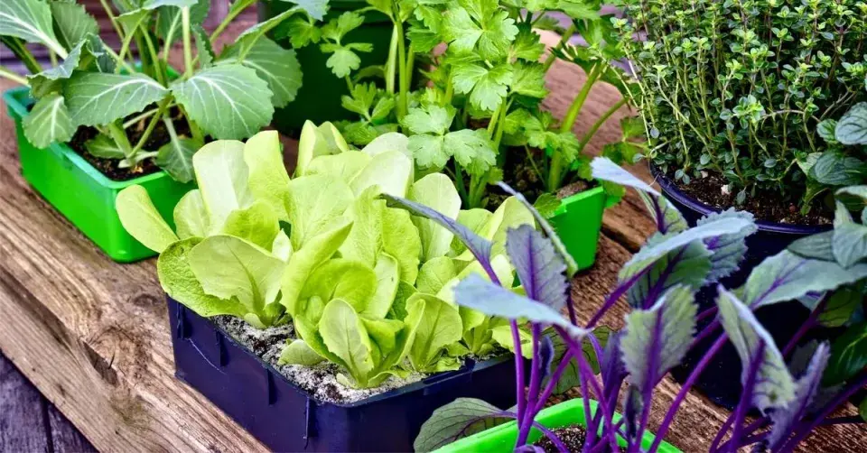 Předpěstované sazenice kedluben, salátů a bylinek