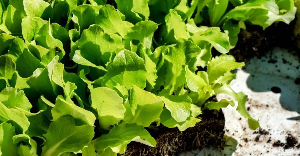 Předpěstované saláty Romana