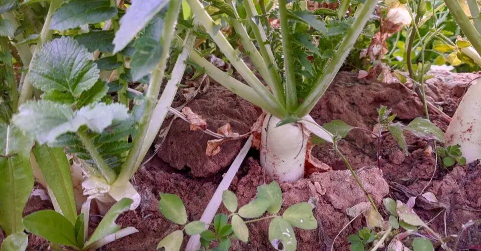 Ředkev bílá v záhonu