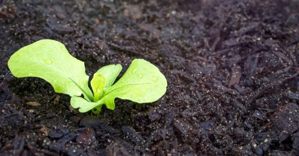 Sazenice hlávkového salátu