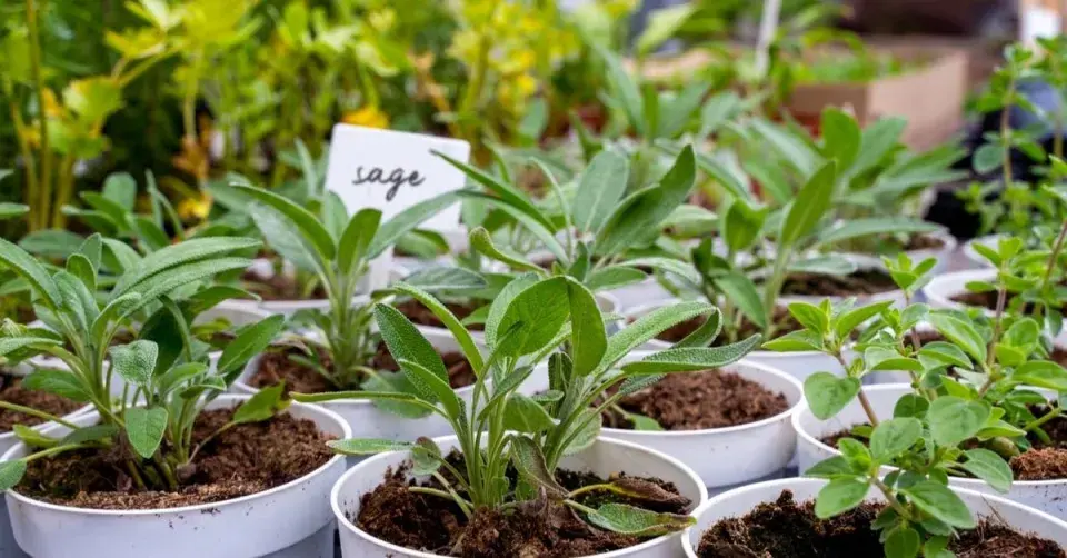 Předpěstované sazenice bylinek
