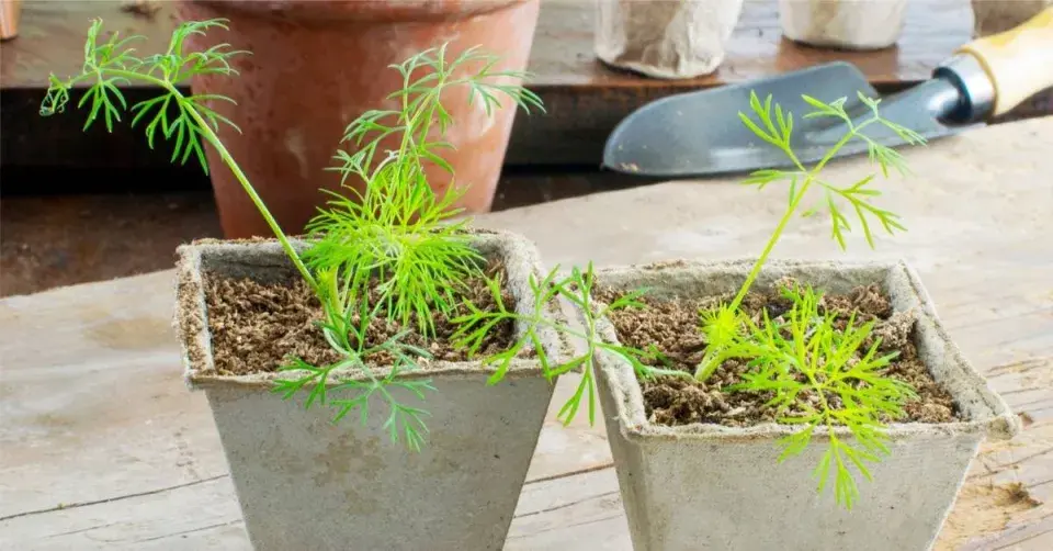 Sazenice kopru v rašelinových květináčích