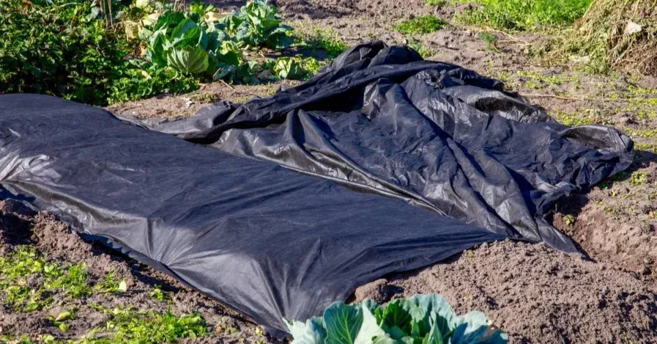 Záhon zakrytý černou netkanou textilií