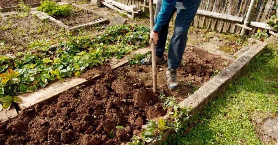 Příprava půdy k jarnímu výsevu zeleniny
