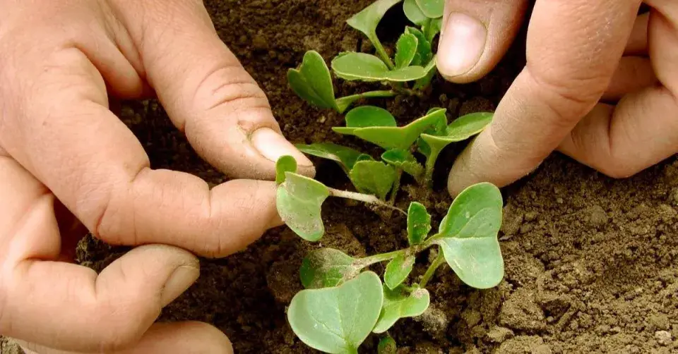 Protrhávání (jednocení) vzešlých ředkviček