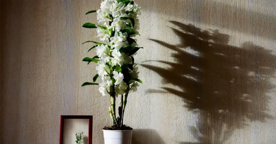 Orchidej Dendrobium nobile