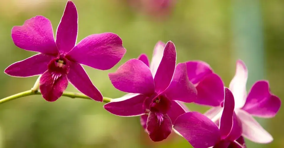 Orchidej Dendrobium phalaenopsis