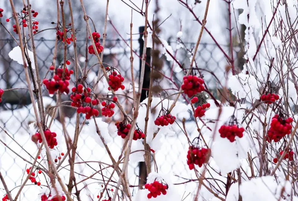 Červené plody kaliny